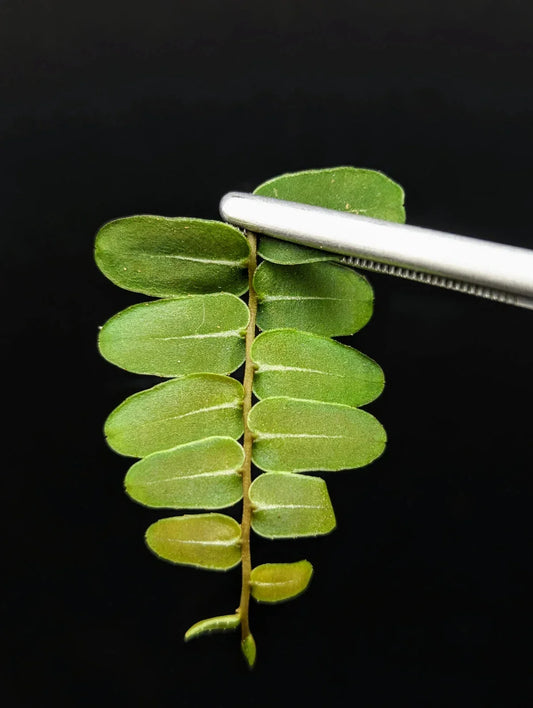 Marcgravia sp. Olivine Cutting | 10-Leaf Terrarium Plant | Rare Tropical Houseplant | Exotic Green Foliage