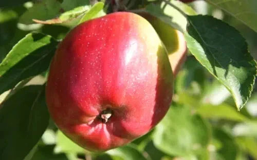 Berner Rosen Apple Seeds Pack of 25+ | Malus domestica Heirloom Fruit Tree for Garden Planting