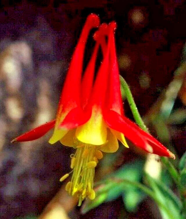 Western Red Columbine Seeds 200 Count, Aquilegia Formosa, Native Wildflower, Red Yellow Flowers, Pollinator Friendly