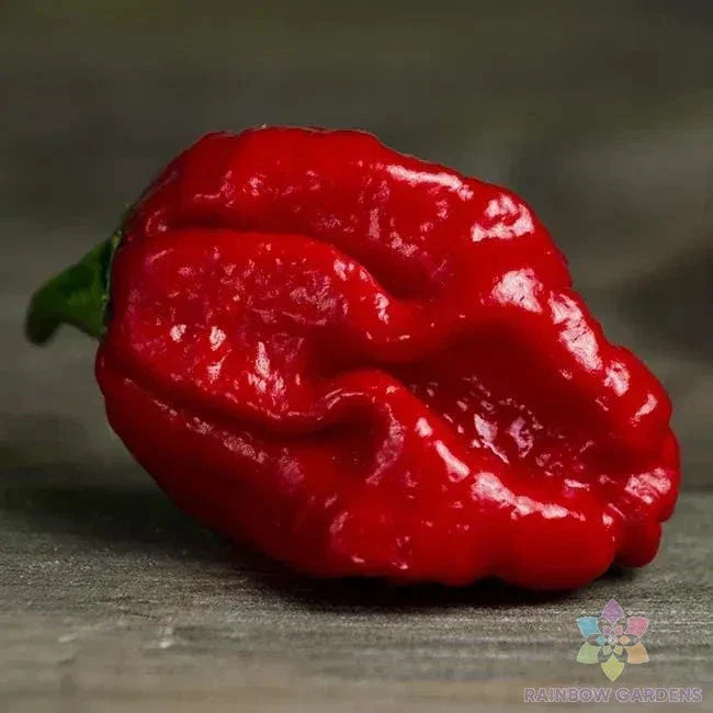 Trinidad Moruga Scorpion Hot Pepper Seeds - 25+ Pack - Capsicum chinense - USA Grown, Non-GMO Seeds for Home Garden