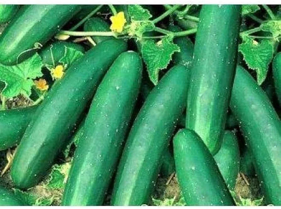 Cucumber Seeds - Pack of 60 - Straight Eight Variety - Cucumis sativus - Ideal for Pickling & Fresh Salads