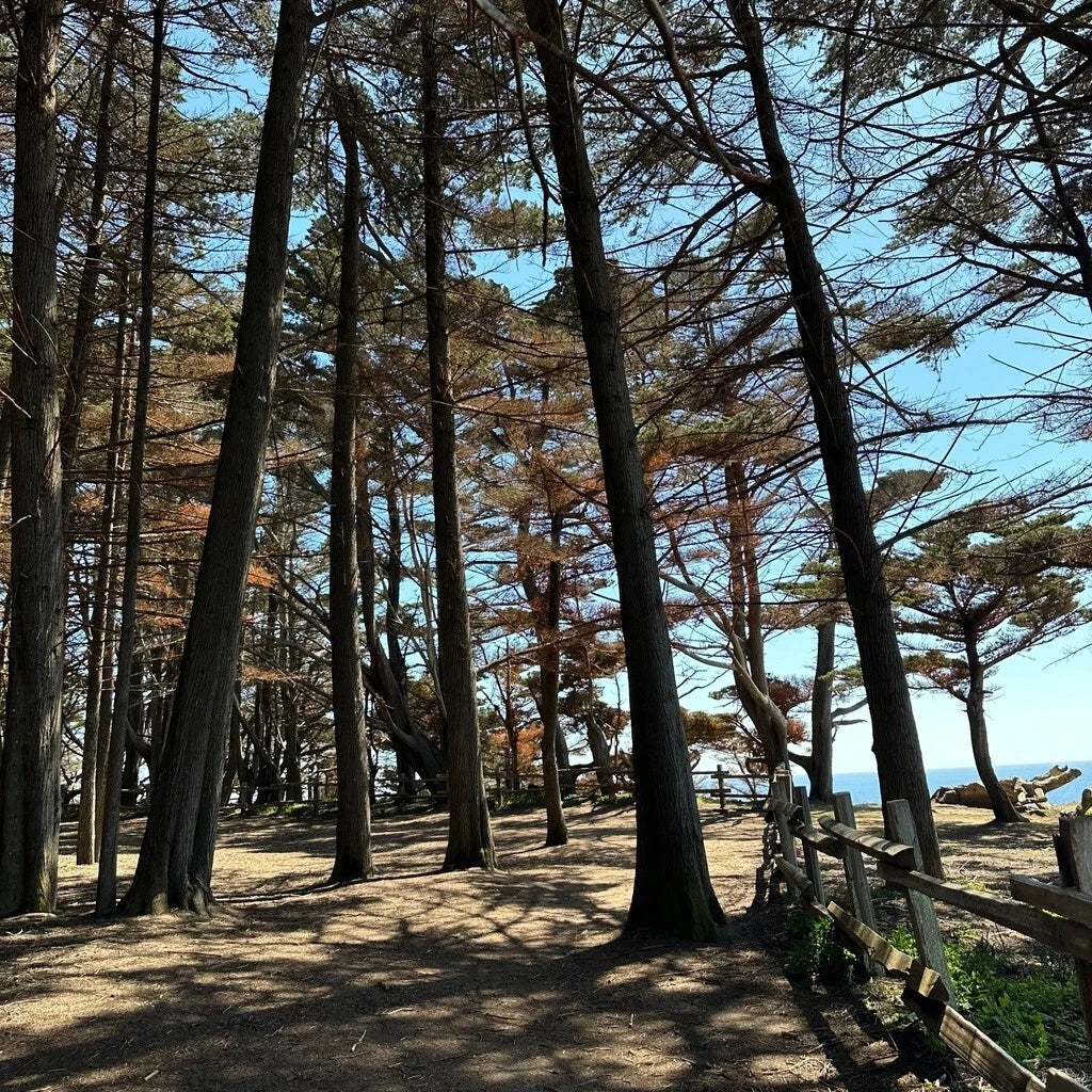 Monterey Cypress Tree Seeds - 100+ Seeds - Cupressus macrocarpa - Ideal for Bonsai Cultivation - Perfect for Gardeners