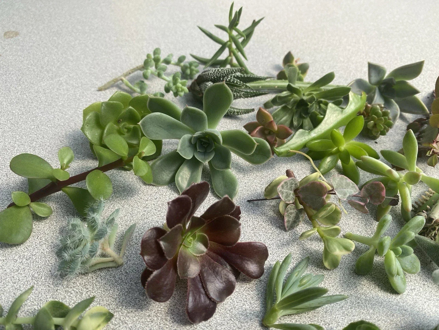 Succulent Cuttings Assortment – 12 Varieties for Propagation, DIY Terrariums & Home Decor – Echeveria, Aloe, Sedum, Live Plants