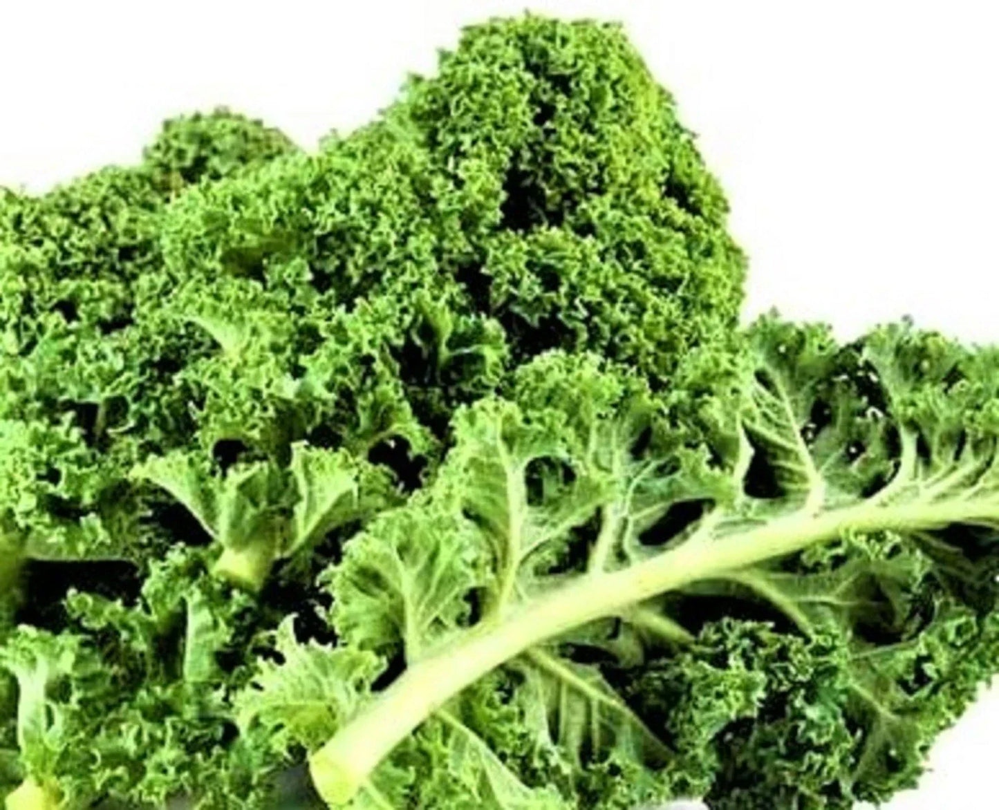 Dwarf Siberian Kale Seeds – Non-GMO Brassica oleracea var. sabellica, Compact Annual for Salads & Cooking, 200+ Seeds Pack