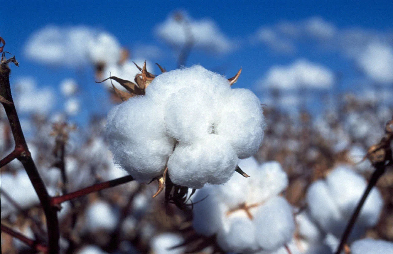 50 Non-GMO White Cotton Seeds Gossypium for Home Garden, Crafting & Education | USA Seller