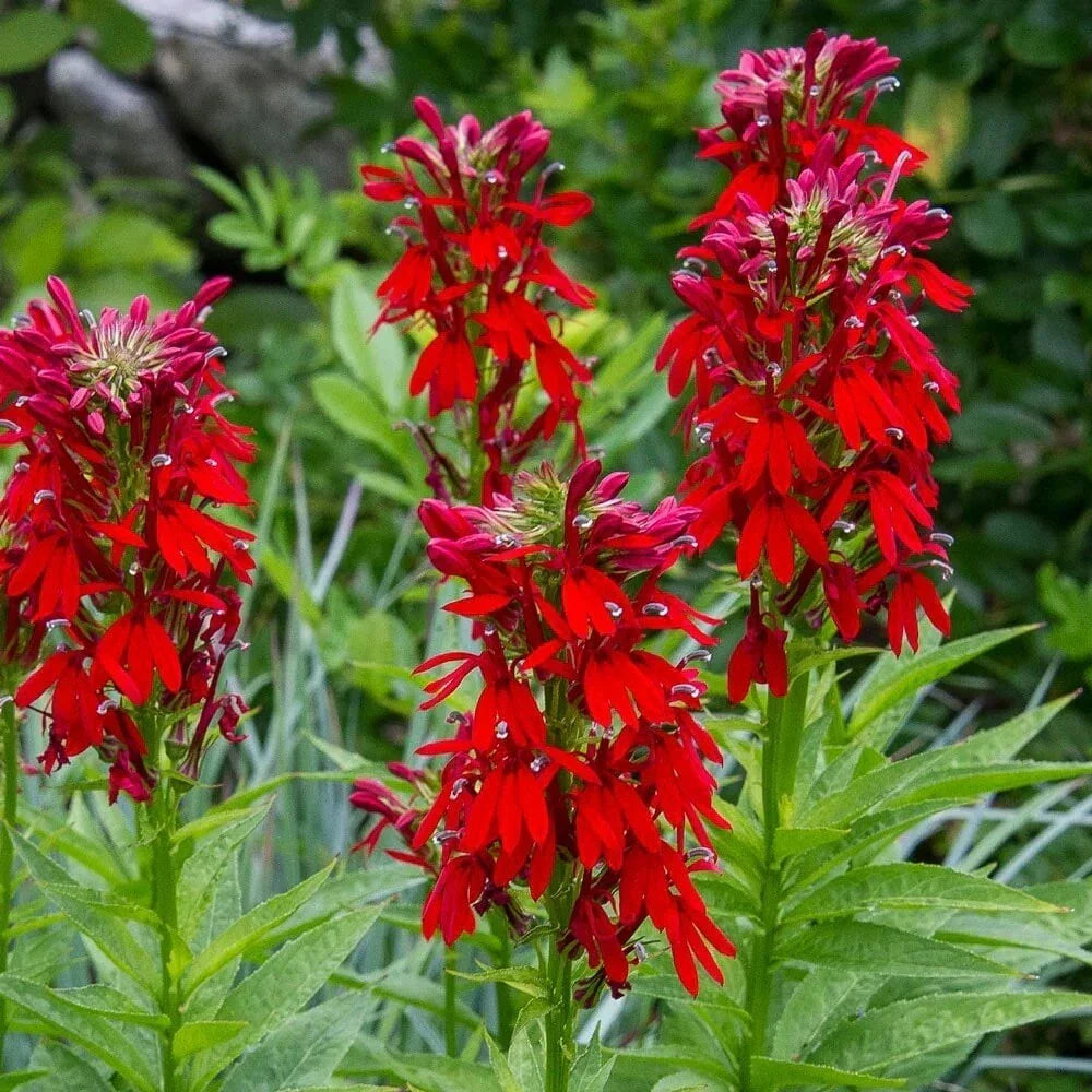 Cardinal Flower Seeds 100 Count Lobelia cardinalis Red Hummingbird Attracting Perennial for Gardens