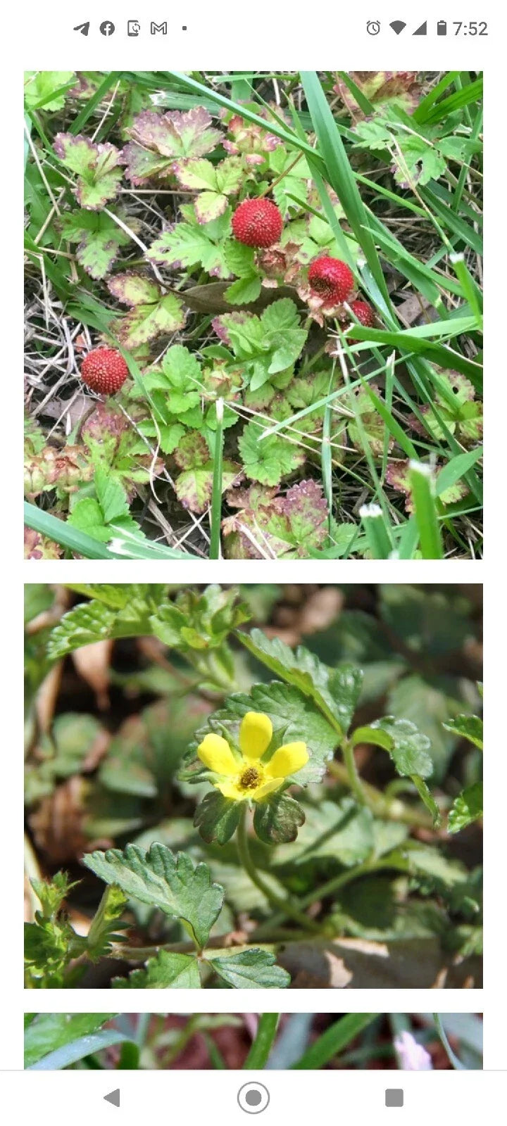 Wild Mock Strawberry Bare Root Plants 20+ Pack Edible Duchesnea Indica Medicinal Herb with Leaves Flowers Berries