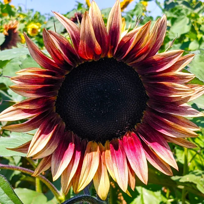 ProCut® Plum Sunflower Seeds | Pink Purple Bicolor Flowers | Helianthus annuus | Fast Shipping 2025