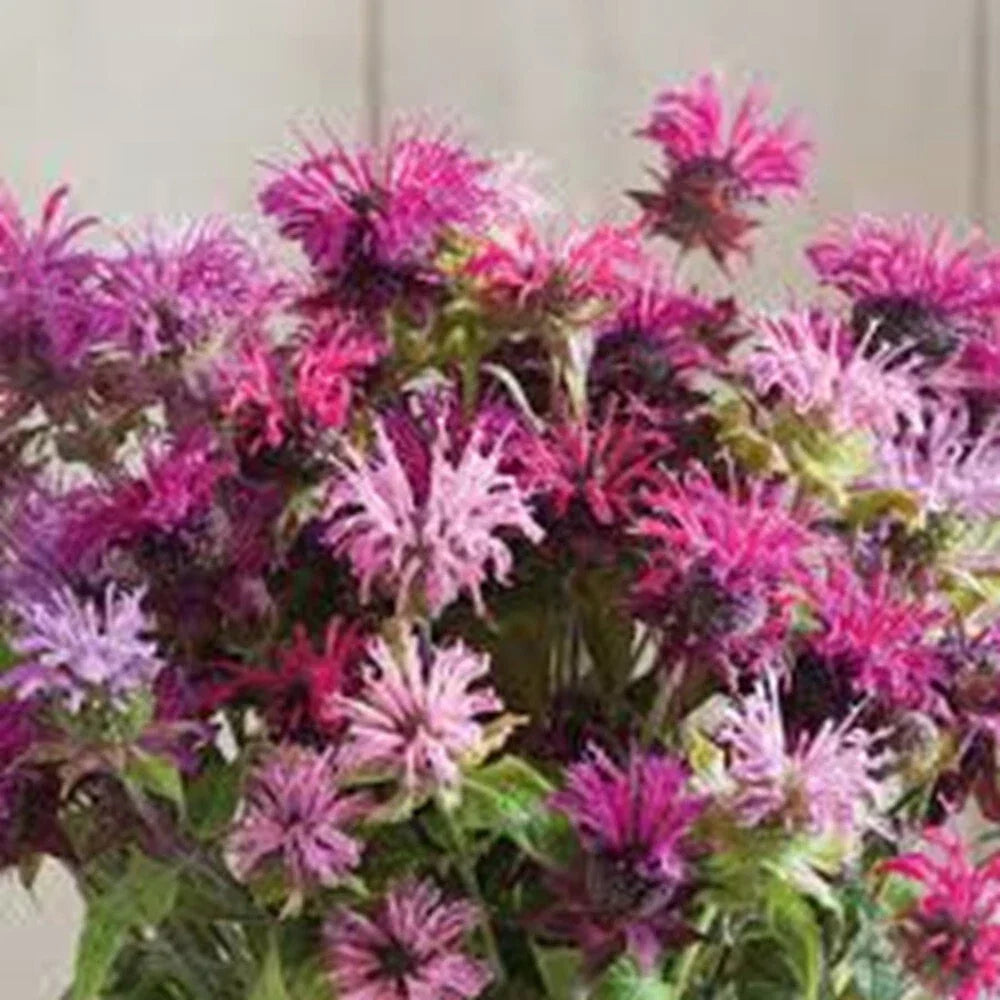 Bee Balm Seeds - 100 Double Mix, Monarda Didyma, Perennial Hummingbird & Pollinator Flower Seeds for Garden, Borders, Wildflower