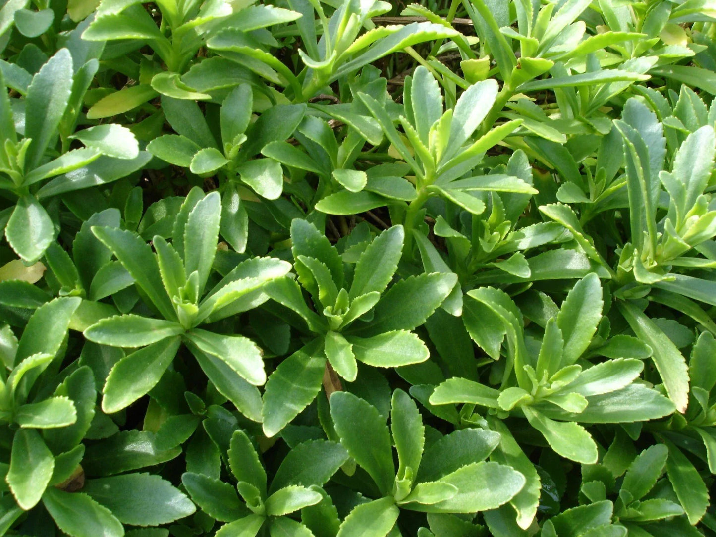 Sedum Aizoon Stonecrop Plants – 15 Wild Dig Rooted Succulents for Ground Cover – 费菜 养心菜 土三七
