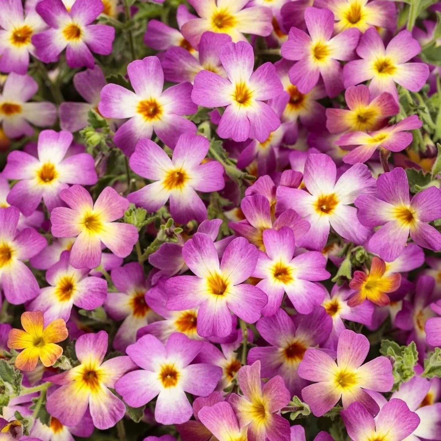 Safari Dawn Phlox Seeds - Perennial Flower Seeds for Borders & Containers - Butterfly Attracting Phlox paniculata