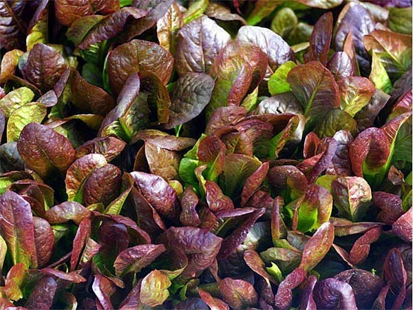 Cimarron Romaine Lettuce Seeds - Heirloom Deep Red Variety - 200 Pack - Salad Greens - Lactuca sativa Seed Packet
