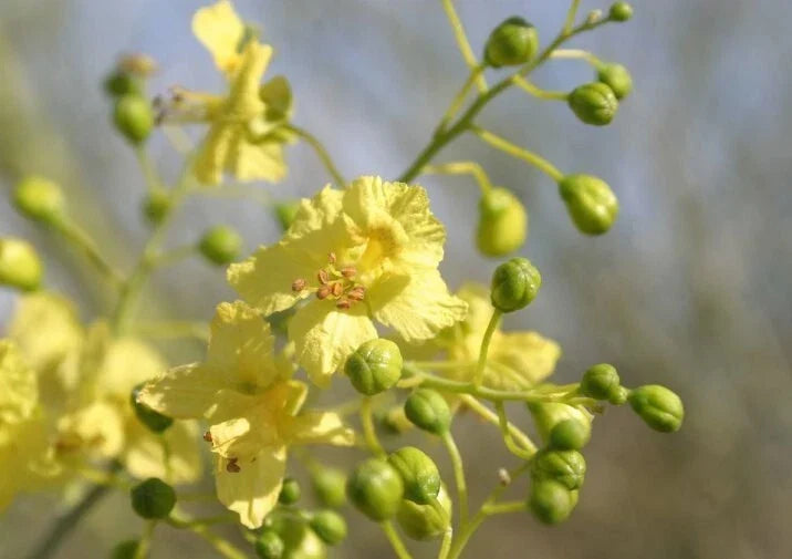 Blue Palo Verde Seeds - Parkinsonia florida Drought-Tolerant Tree for Gardens, Low-Water Landscaping, 20+ Seeds