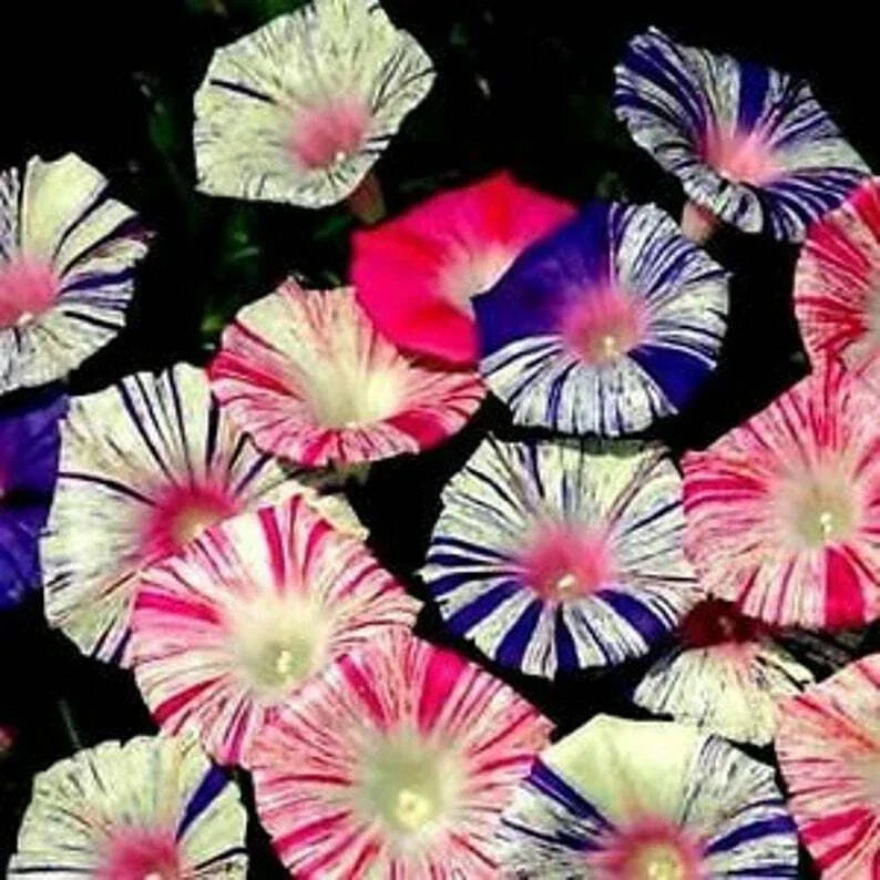 Carnival Mix Morning Glory Seeds - Climbing Vine, Colorful Blooms, Ipomoea tricolor, 20 Pack
