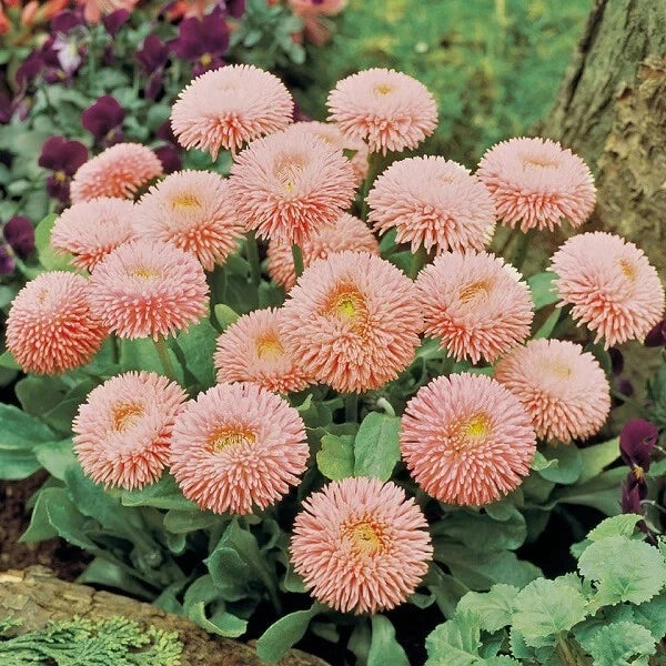 Peach English Daisy Seeds - Bellis perennis - 200+ Seeds for Garden, Borders, Containers, Full Sun to Partial Shade