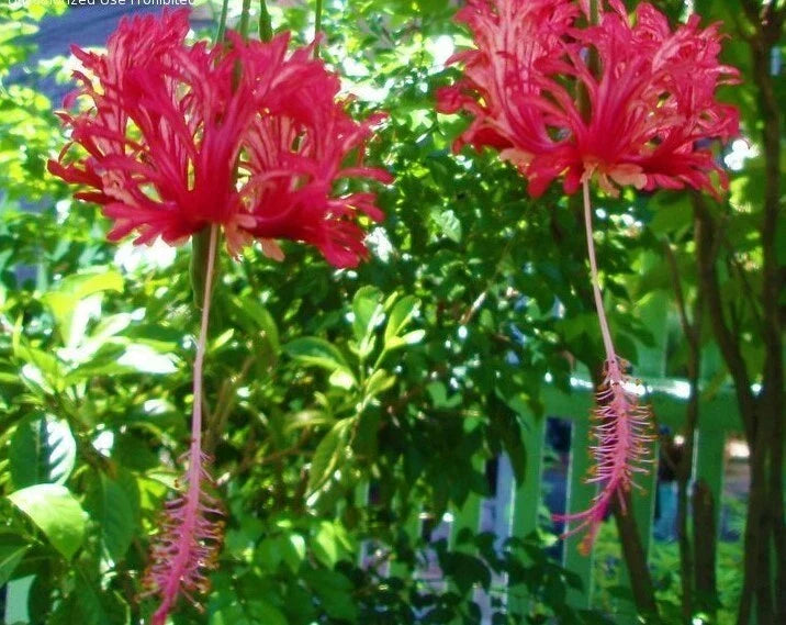 Chinese Lantern Rooted Plant in Pot | Hibiscus schizopetalus Starter | Exotic Red-Pink Flowers for Garden or Indoor