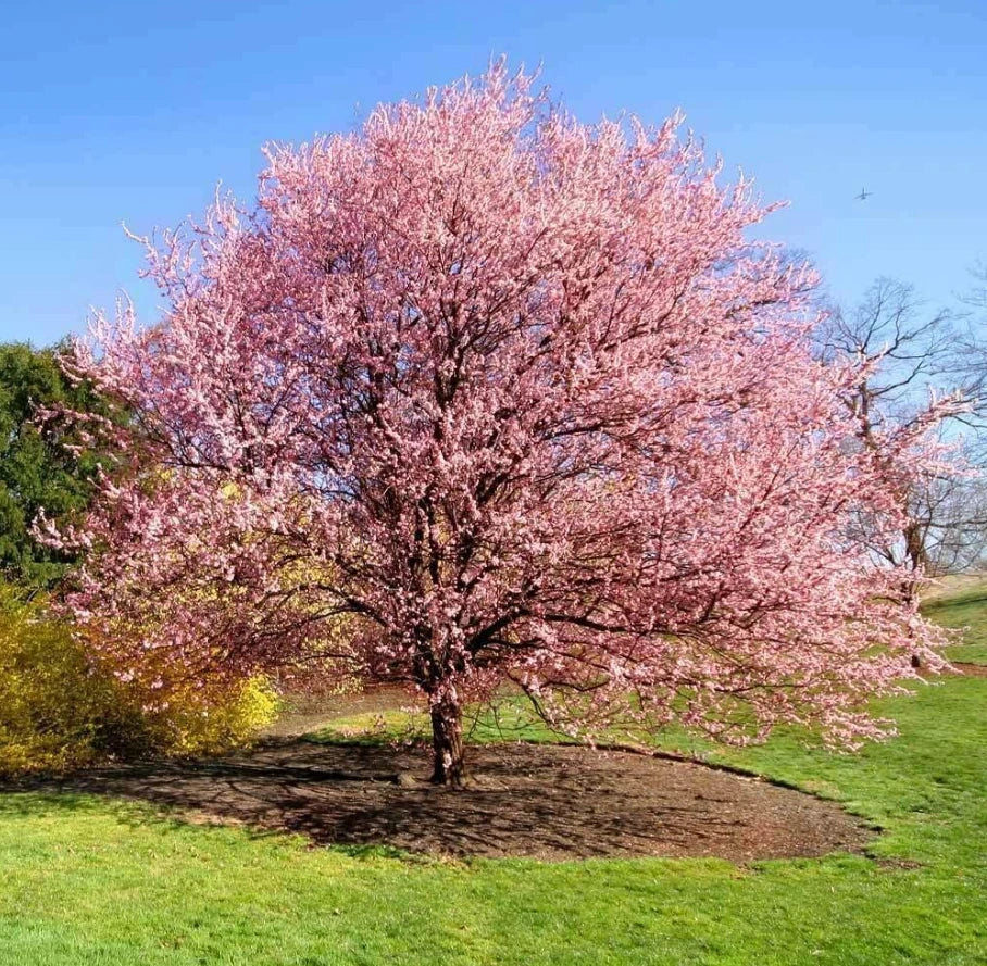 Kwanzan Cherry Tree Live Plant 8-14" Pink Flowers Prunus serrulata Organic in 2.5" Pot - Outdoor Garden Tree