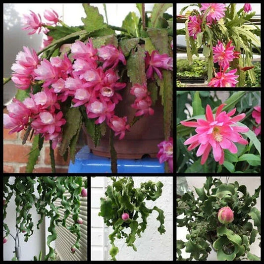 Live 4-inch Epiphyllum ‘Curly Locks’ Orchid Cactus Succulent – Unique Greenhouse Plant for Home Decor