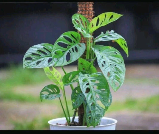 Monstera adansonii Cuttings - 3 Healthy Swiss Cheese Plant Clippings - Adanson's Monstera Perennial Vine for Indoor & Outdoor Growth