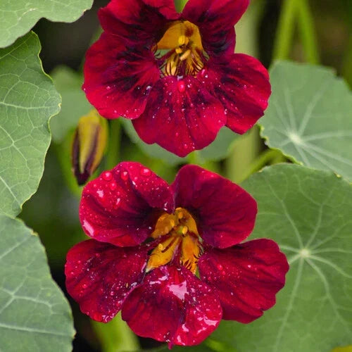 Nasturtium Seeds | Heirloom Black Velvet Variety | Non-GMO Garden Flower Seeds | Tropaeolum majus