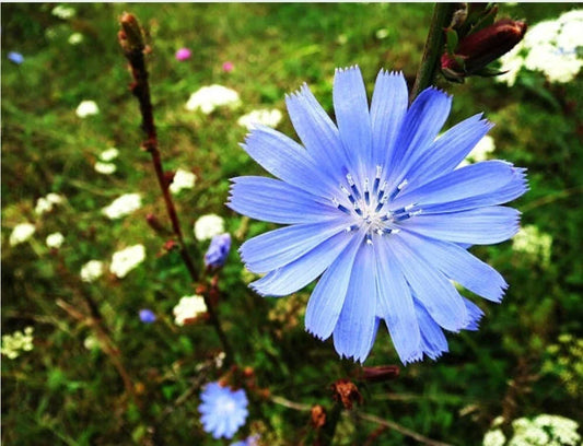 Organic Chicory Seeds - 200 Non-GMO Cichorium intybus Herb Seeds for Culinary & Herbal Use