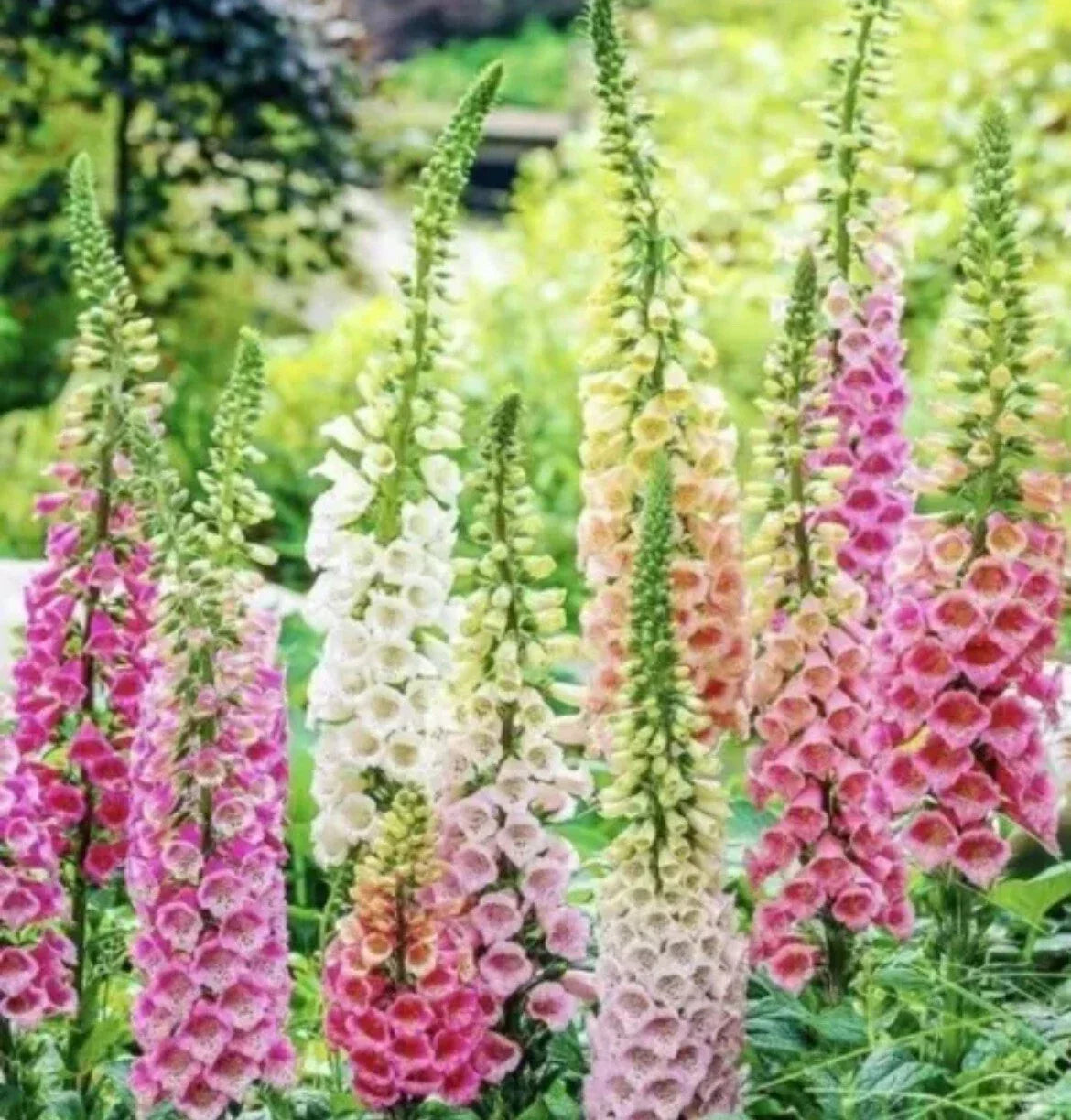 Foxglove Seeds Mix - 200+ Digitalis purpurea Perennial Flower Seeds for Hummingbird Attraction, Spring Planting, Texas