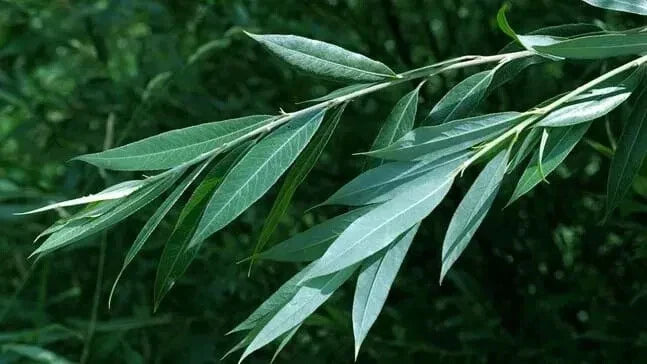 White Willow Tree Cuttings, 5+ Salix Alba, Medicinal Herb, Herbal Plant, Natural Pain Relief, Erosion Control, Landscaping