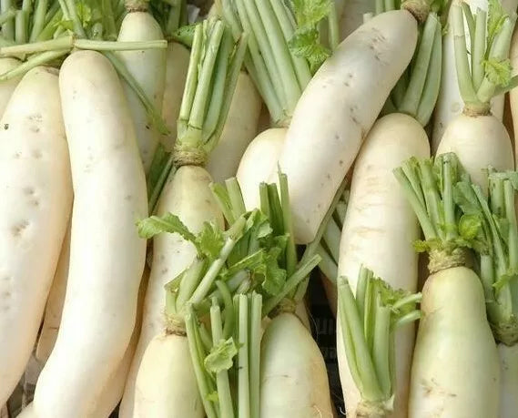 Daikon Radish Seeds 200 Ct | Non-GMO Raphanus sativus var. longipinnatus for Home Garden & Container Gardening
