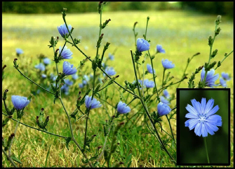 Wild Chicory Bare Root Plants - 2 Pack, Cichorium intybus, Attracts Butterflies, Prairie Flowers, Perennial Garden Plants