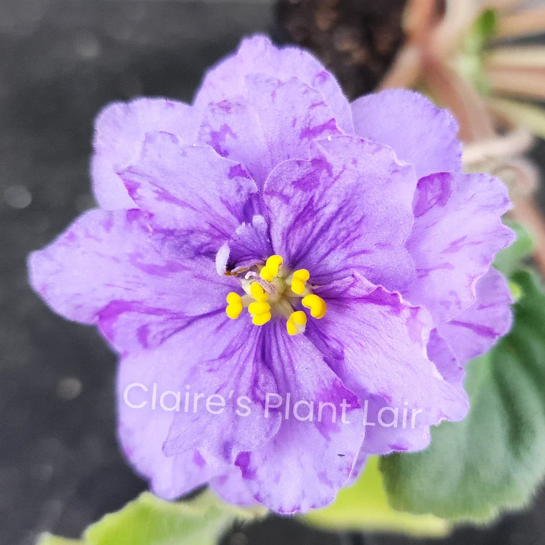 African Violet Leaf Cutting – ND-Northern Palmyra Saintpaulia ionantha for Indoor Propagation