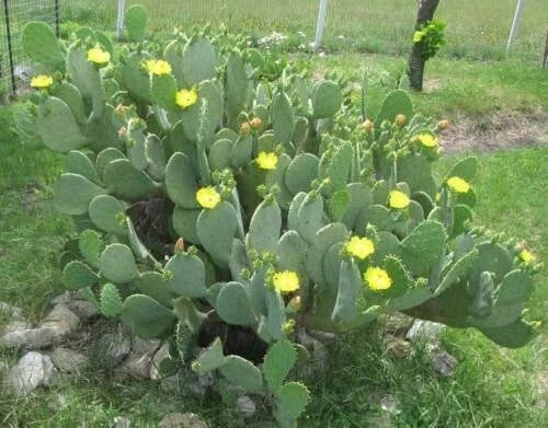 Hardy Spinyless Opuntia Cacanapa Ellisianna Prickly Pear Cactus Succulent Plant - Drought-Tolerant Indoor Outdoor Decor