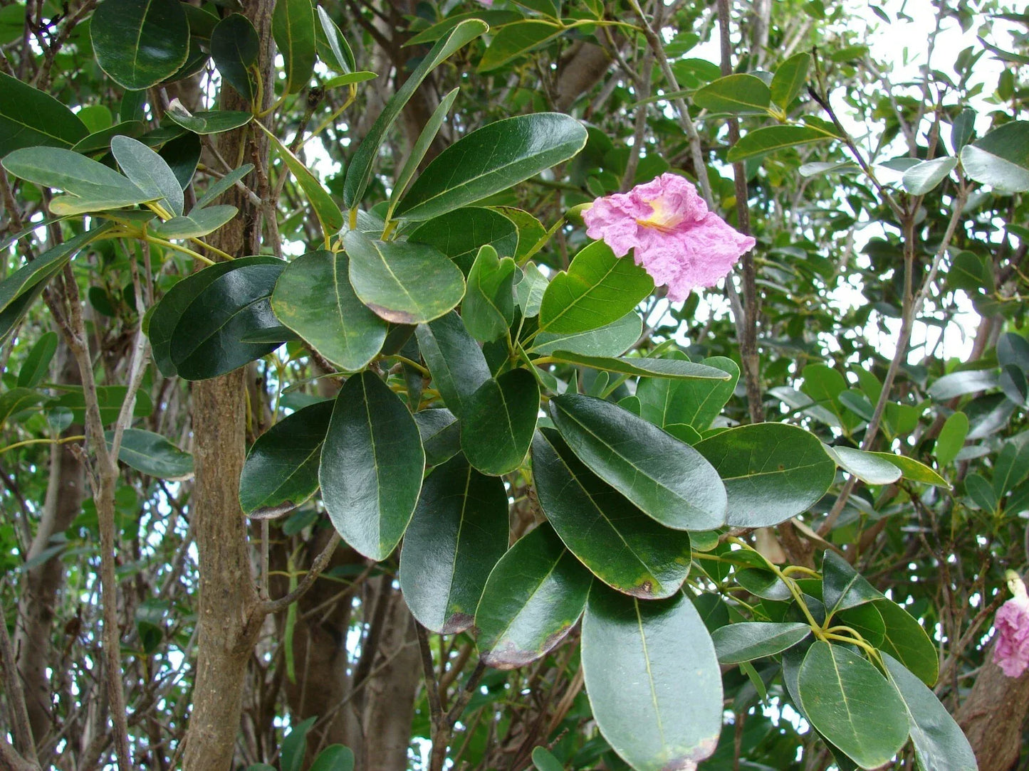 Pink Poui Flowering Trumpet Seeds, 20 Count, Vibrant Pink Blooms, Tropical Tree, Tabebuia rosea