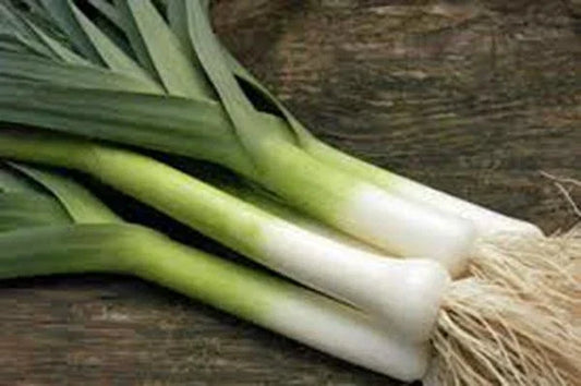 Leek Seeds - Heirloom American Flag Non-GMO for Soup & Culinary Use - Allium ampeloprasum, 25+ Seeds