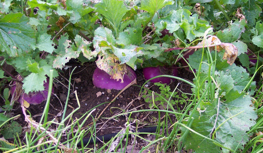 Organic Purple Top White Globe Turnip Seeds - Heirloom Brassica rapa, 50+ Non-GMO Vegetable Garden Seeds