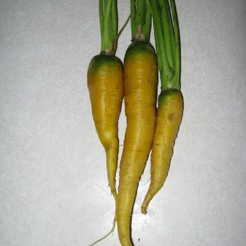 Jaune du Doubs Carrot Seeds - Heirloom Daucus carota, Vibrant Yellow, 1000+ Seeds for Garden Planting