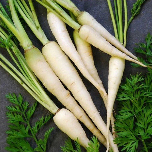 Lunar White Carrots Seeds - Bulk 300 Count, Coreless, Rare Daucus carota, Sweet Crunchy Flavor, Non-GMO, Perfect for Gardens & Culinary Use