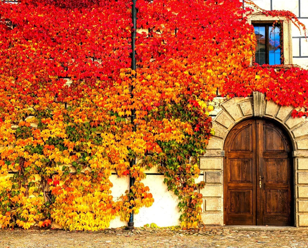 Virginia Creeper Seeds - 50+ Seeds - Fast-Growing Climbing Vine - Parthenocissus quinquefolia - Ideal for Gardens and Landscapes