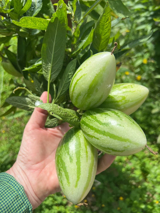 Kendall's Gold Pepino Melon Cuttings – 6 Fresh Solanum muricatum Tropical Fruit Plants for Home Garden