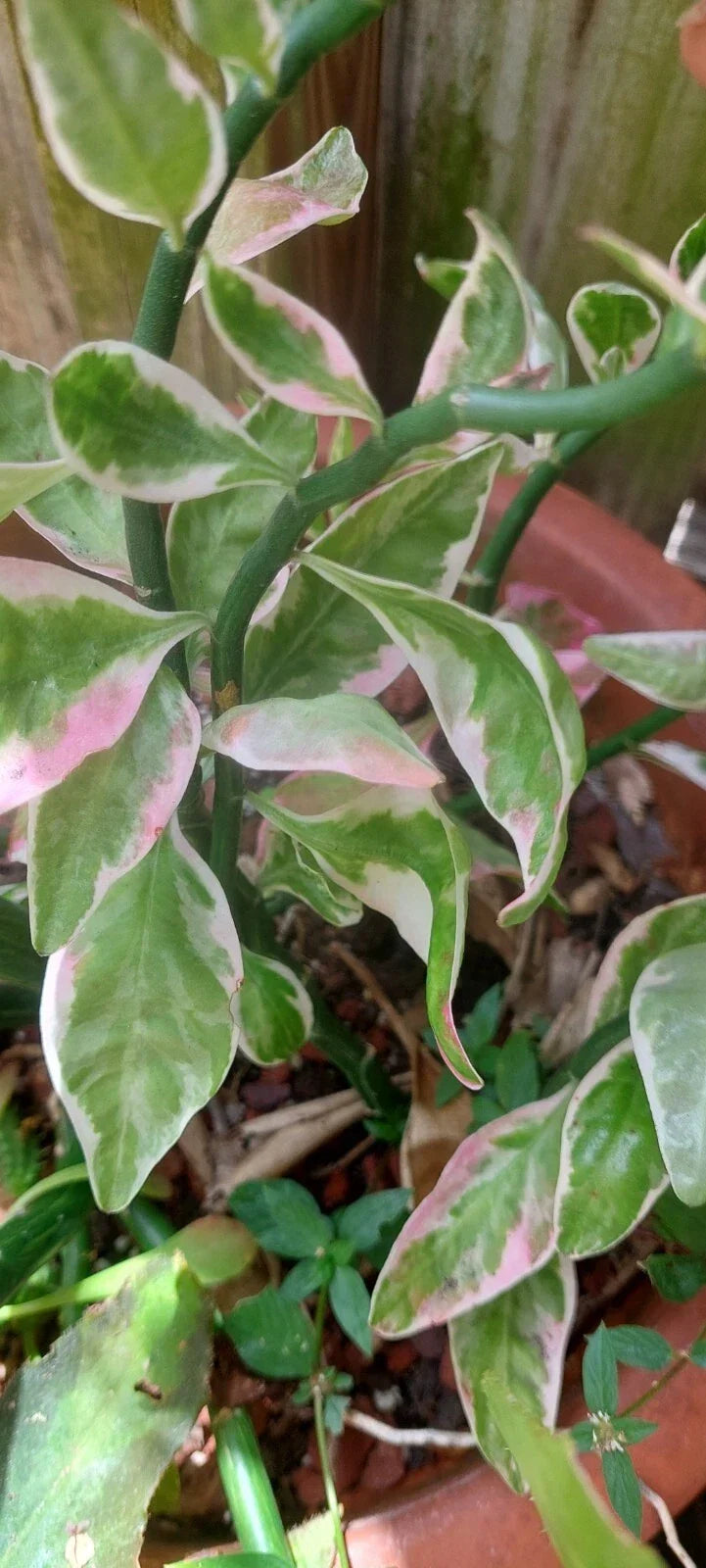 Variegated Devil's Backbone Plant in 4-Inch Pot | Euphorbia tithymaloides Variegata | Succulent, Drought-Tolerant, Indoor & Outdoor