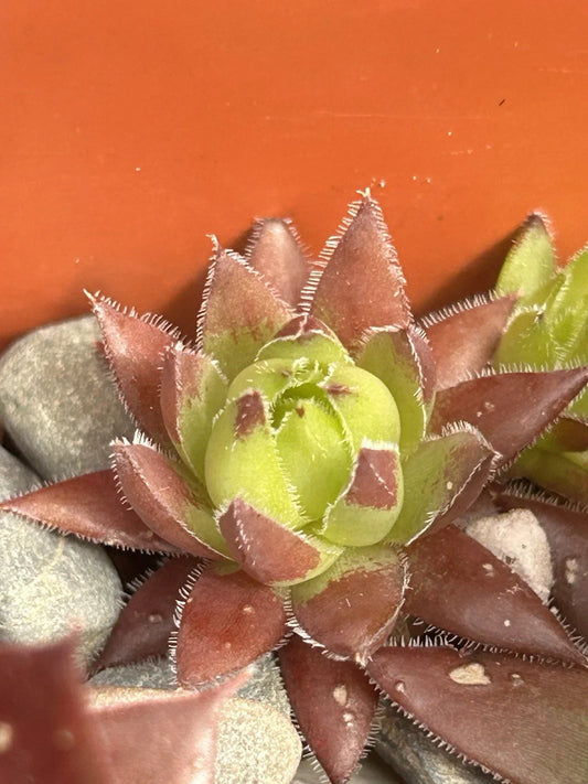 Live Succulent Plant - Sempervivum globiferum ‘Hedgehog’ - Drought Tolerant Rosette Succulent for Indoor Outdoor Gardens