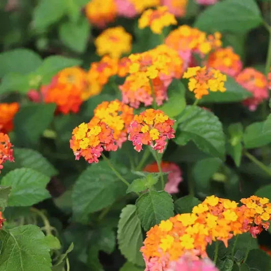 Orange Lantana Live Rooted Plant - Vibrant Perennial Ground Cover - Lantana camara - Bright Orange Flowering Shrub