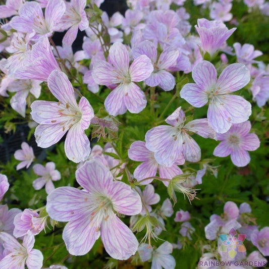 Melinda Geranium Seeds - Pelargonium x hortorum - Annual Flower Seeds for Garden, Pots & Borders - USA Grown, Free Shipping