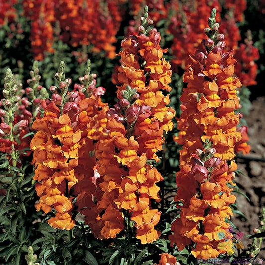 Liberty Bronze Snapdragon Seeds - 1000+ Antirrhinum majus Garden Seeds for Borders & Containers - USA Grown, Easy to Grow, Free Shipping