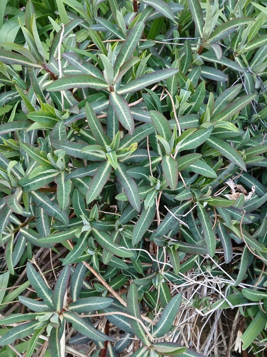 Live Euphorbia Lathyris Caper Spurge Plant - Well-Rooted Perennial for Borders & Drought Tolerance