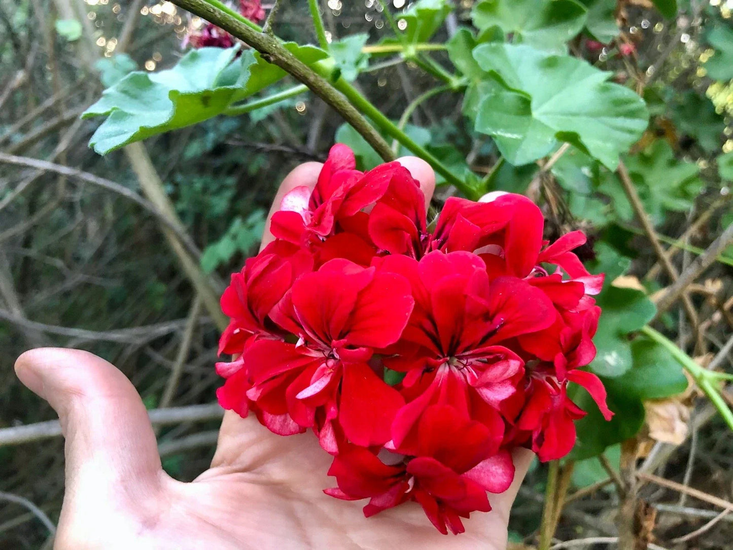 Vivid Red Pelargonium Peltatum Ivy Geranium Live Plant Starter Cuttings for Hanging Baskets and Containers