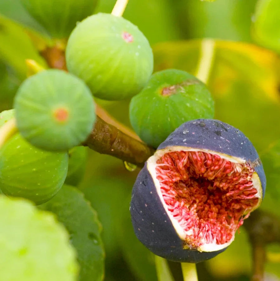 Brown Turkey Fig Tree Starter Plants 4-6" Tall - Live Rooted Plants - Ficus carica