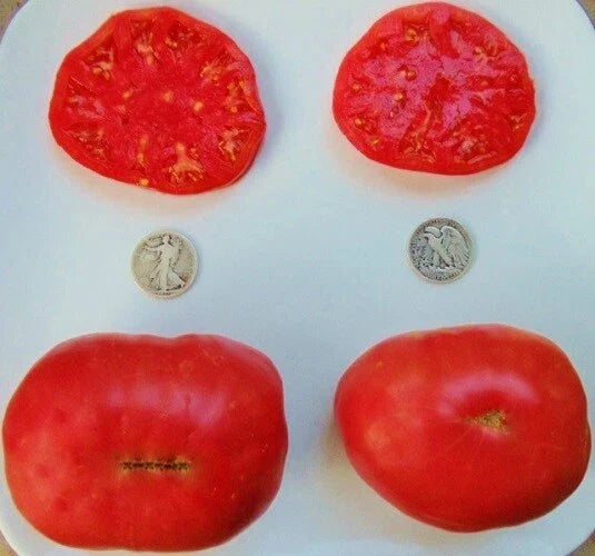 Ponderosa Pink Heirloom Tomato Seeds - 25 Non-GMO Organic Vegetable Seeds for Home Garden & Container Growing