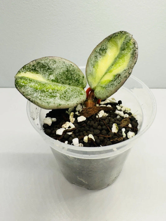 Hoya Argentea Princess Rooted Cutting - Variegated Hoya in 3.5" Clear Cup - Hoya carnosa var. argentea Plant