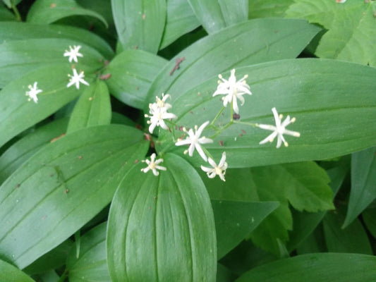 Lily of the Valley Live Plants - Bare Root Rhizomes - Convallaria majalis - Fragrant Bell-Shaped Flowers for Shade Gardens