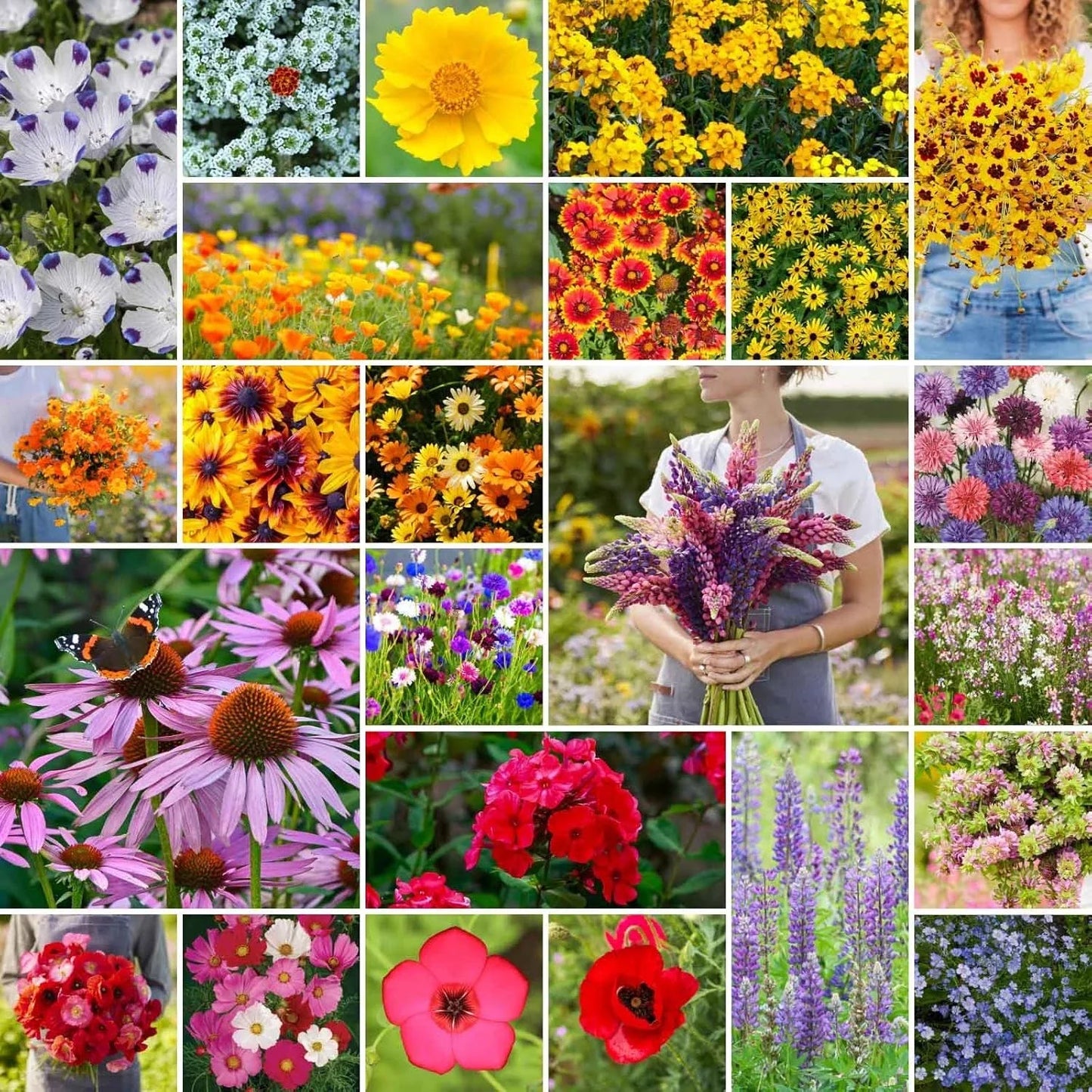 Southeast Wildflower Seed Mix 1/4 lb Native Native Wildflower Blend for Pollinators - Eden Brothers